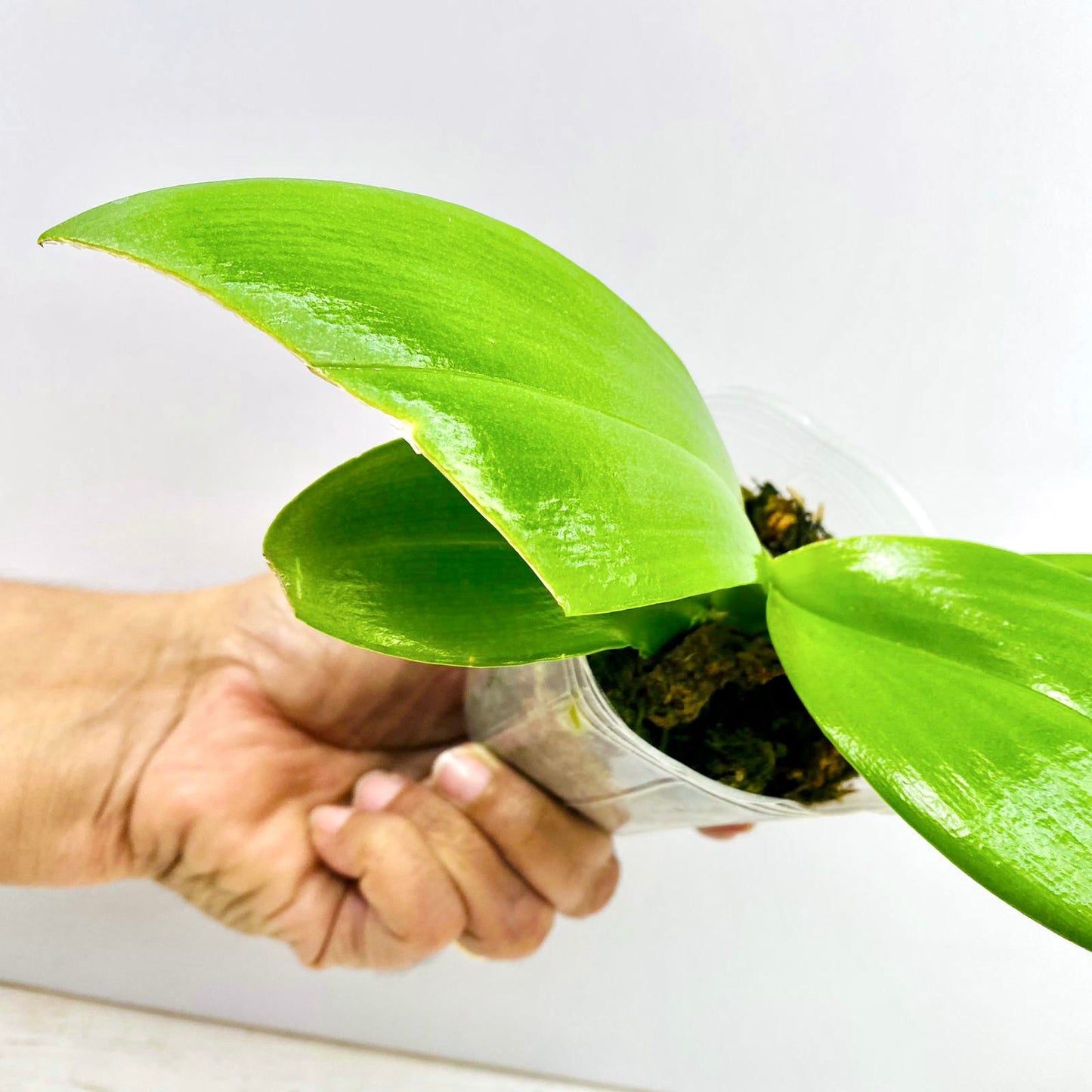Phalaenopsis Ark's Kaiulani - FF