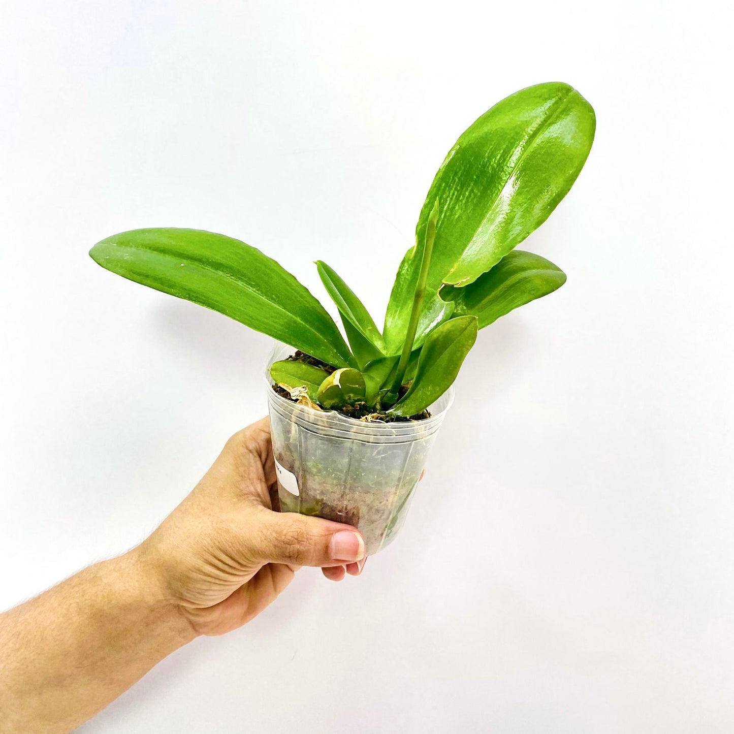 Phalaenopsis Ark's Kaiulani - FF
