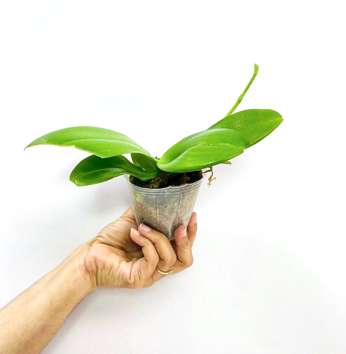 Phalaenopsis Ark's Kaiulani - FF