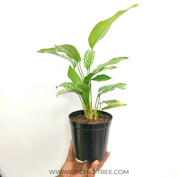 Calathea | 2 Varities