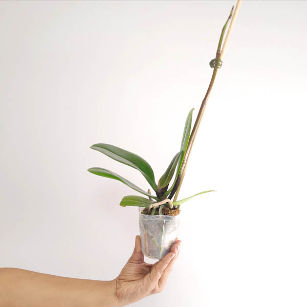 Phalaenopsis White Ville Orchid Plant - FF