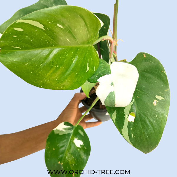 Philodendron White Wizard