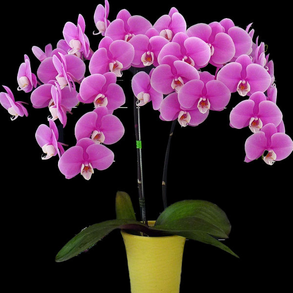 Phalaenopsis Jincheng Lover White Lip Orchid Plant - FF