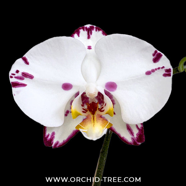 Phalaenopsis Princess White Orchid Plant - FF