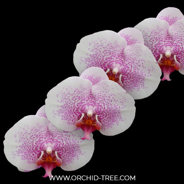 Phalaenopsis White Ville Orchid Plant - FF