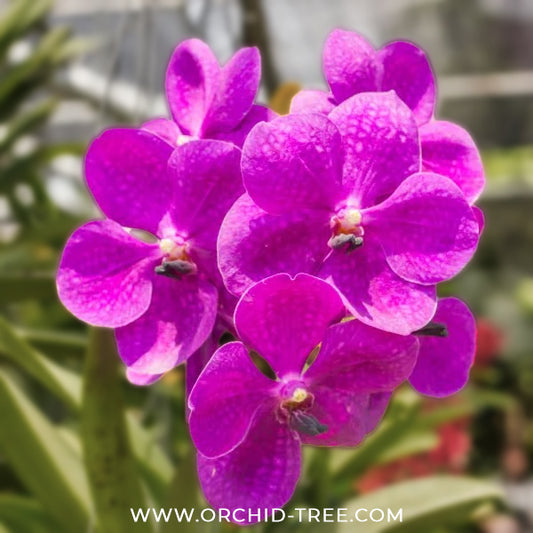 Vanda (Ruby Prince x Ascocenda Wilas) Orchid Plant - BS