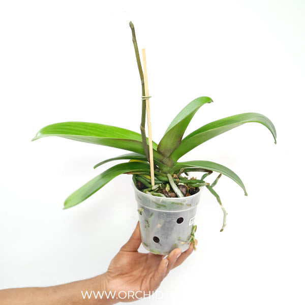 Phalaenopsis Wineberry Orchid Plant - FF