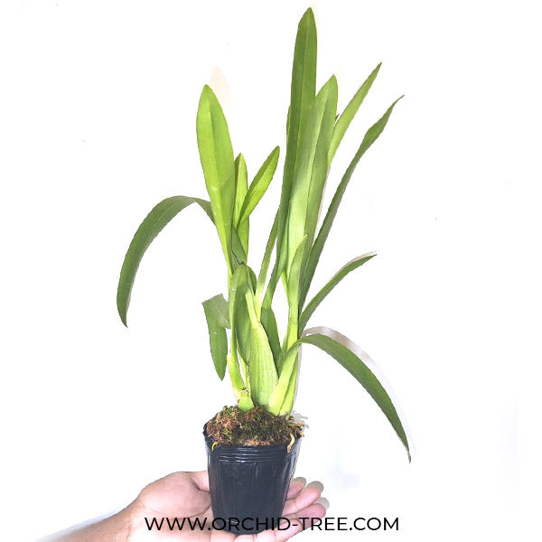 Oncidium (Dgmra.) Winter Wonderland 'White Fairy' - BS