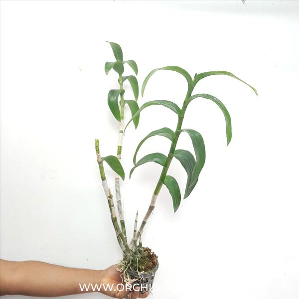 Dendrobium Visa Peach Orchid Plant - FF