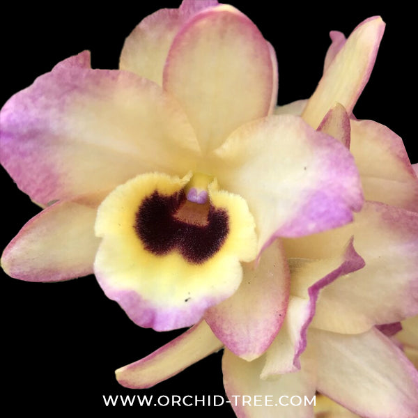 Dendrobium Yasuka Sugiyama Parade Orchid Plant - BS