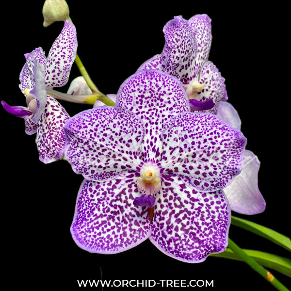 Vanda Yano Blue - BS