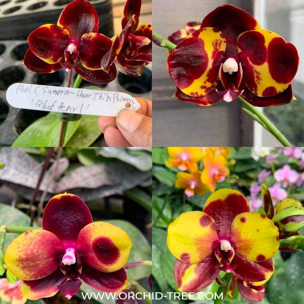 Phalaenopsis Yaphon Black Swan - FF