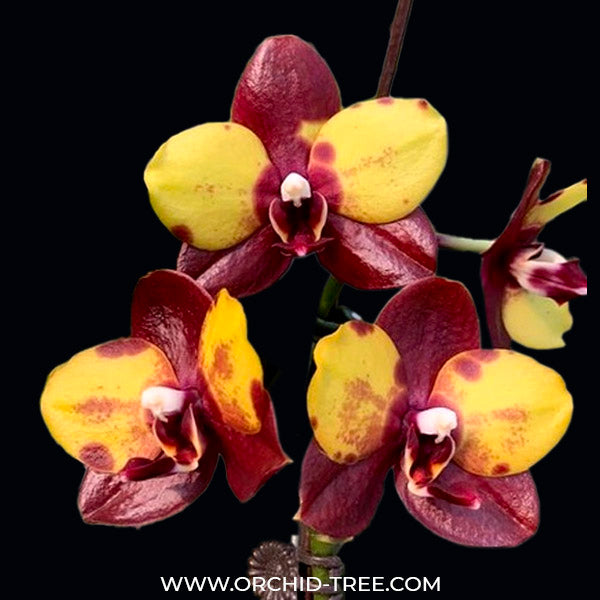 Phalaenopsis Yaphon Black Swan - FF