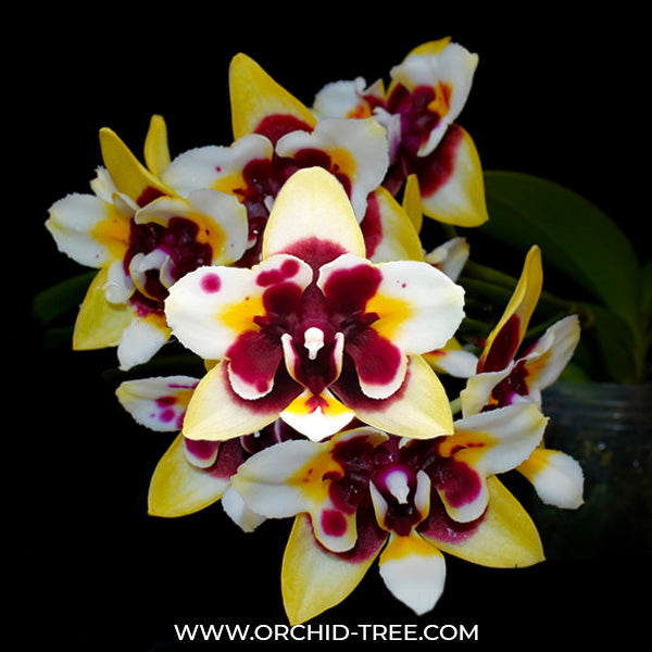 Phalaenopsis Yaphon Star Diamond 'AN6601' - FF