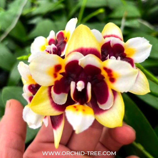 Phalaenopsis Yaphon Star Diamond 'AN6601' - FF