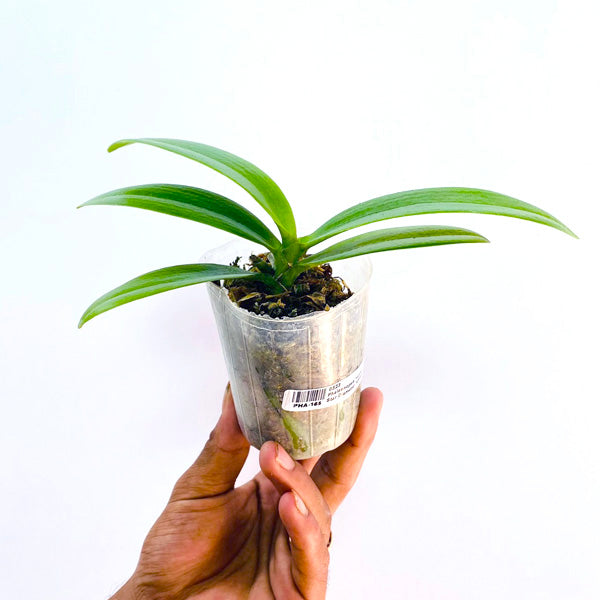 Phalaenopsis Yaphon Star Diamond 'AN6601' - FF