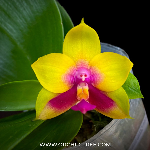 Phalaenopsis Yaphon Yellow Queen - FF