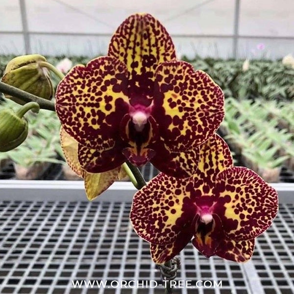 Phalaenopsis I-Hsin Yellow Leopard Orchid Plant - MS