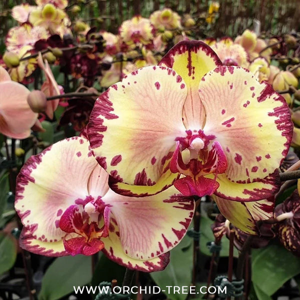 Phalaenopsis Yi-Shing '278' Orchid Plant - FF