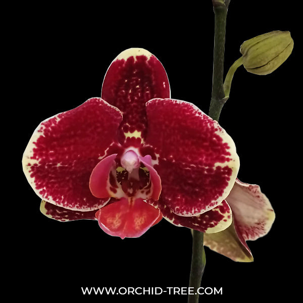 Phalaenopsis Yi-Shing '278' Orchid Plant - FF