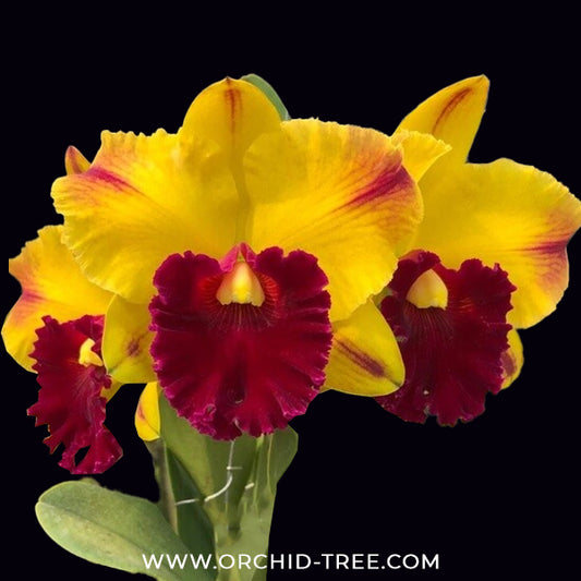 Cattleya (Rlc.) Yingluck Smile 'Red Line' Orchid Plant - BS