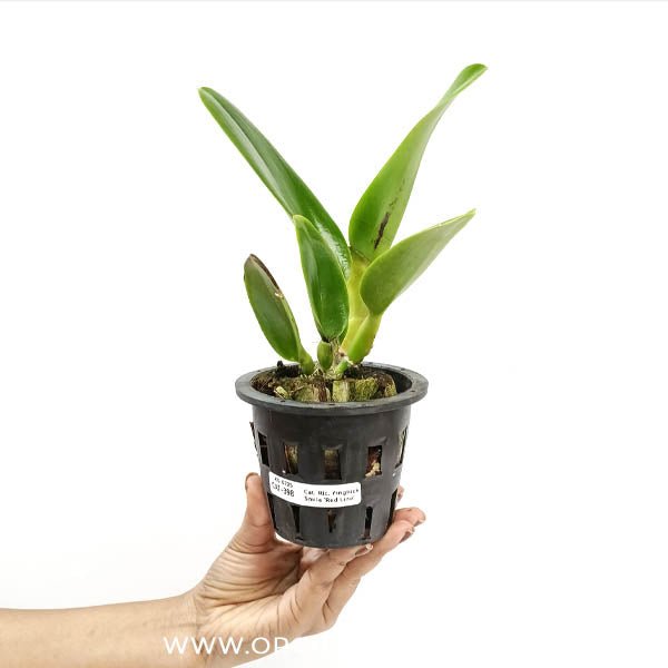 Cattleya (Rlc.) Yingluck Smile 'Red Line' Orchid Plant - BS