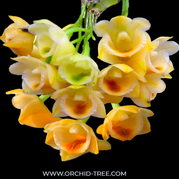 Dendrobium ypsilon sp. - BS