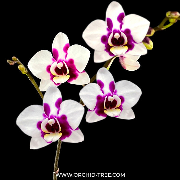 Phalaenopsis Yushan Little Ruby - FF