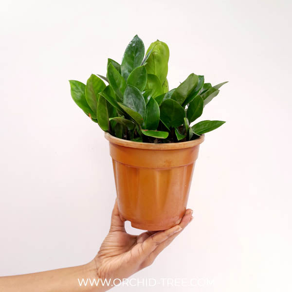 Zamioculcas - Zuzu / ZZ Plant