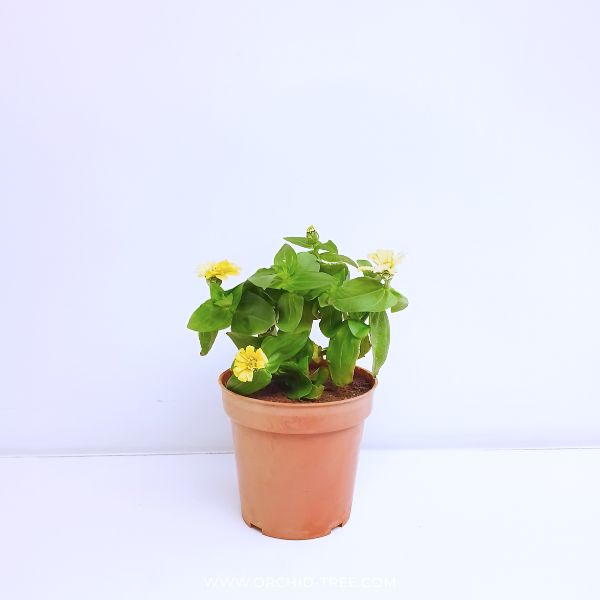 Zinnia | with flowers