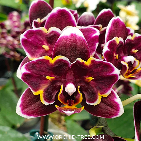 Phalaenopsis Zuma Pixie x Taida Pearl ’ES’ - FF