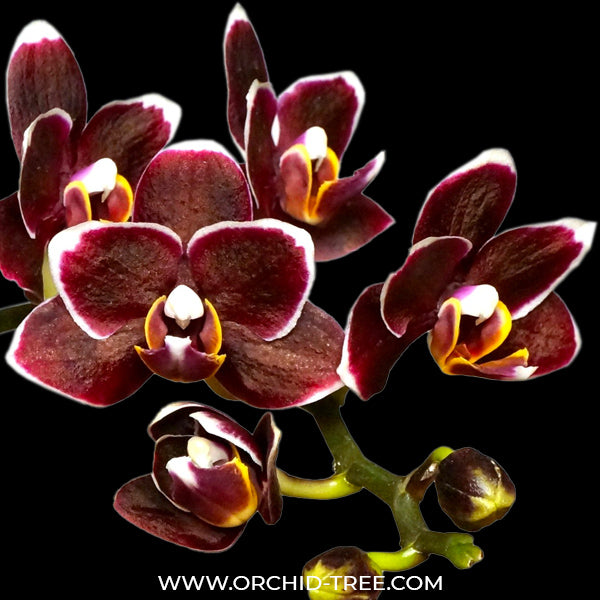 Phalaenopsis Zuma Pixie x Taida Pearl ’ES’ - FF