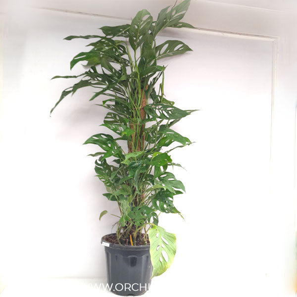 Monstera adansonii - Large