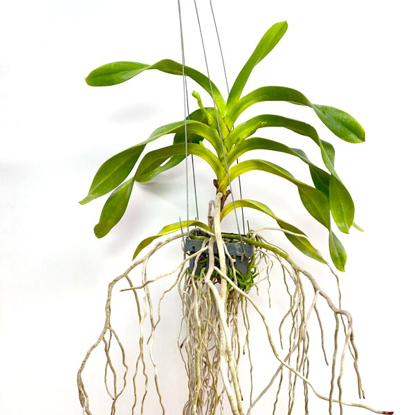 Aerides quinquvelnera sp. - FF
