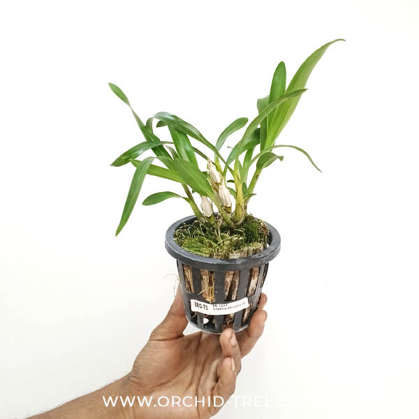 Ansellia africana sp. Orchid Plant - MS