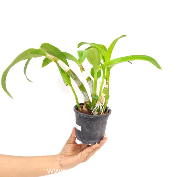 Dendrobium Airy Jumbo Red Orchid Plant - NBS