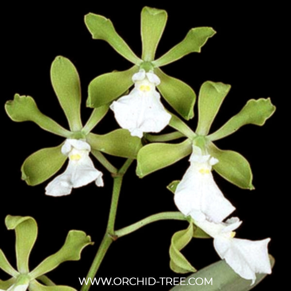 Encyclia cordigera alba sp. Orchid Plant - BS - Buy Orchids Plants Online by Orchid-Tree.com