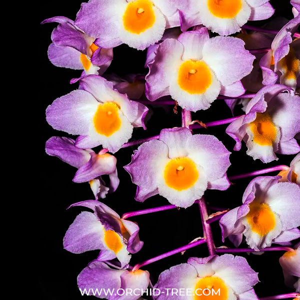 Dendrobium amabile Sp. - BS