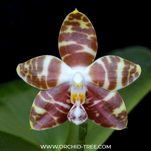 Phalaenopsis amboinensis sp. x sib - FF