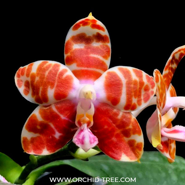 Phalaenopsis amboinensis sp. x sib - FF