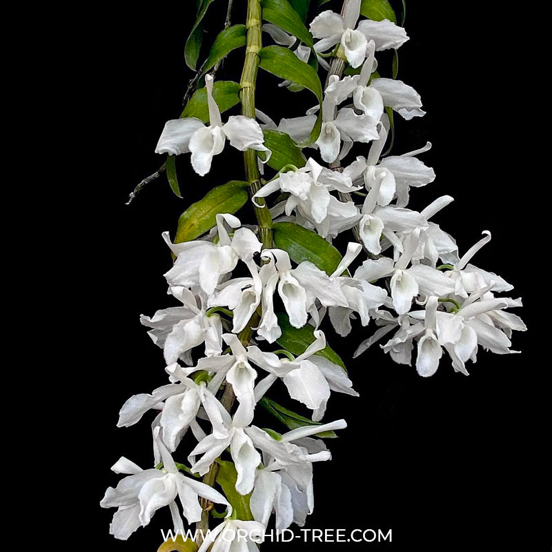 Dendrobium anosmum var. alba - BS