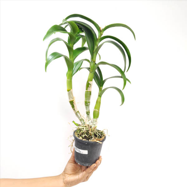 Dendrobium Anchang 1170 Orchid Plant -BS