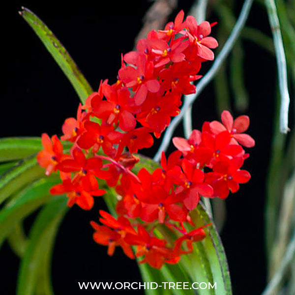 Ascocentrum curvifolium sp. - BS