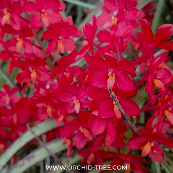 Ascocentrum curvifolium sp. - BS
