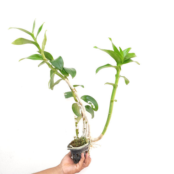 Dendrobium Betty Goto Orchid Plant - FF