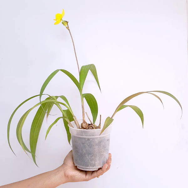 Spathoglottis Big Yellow- FF