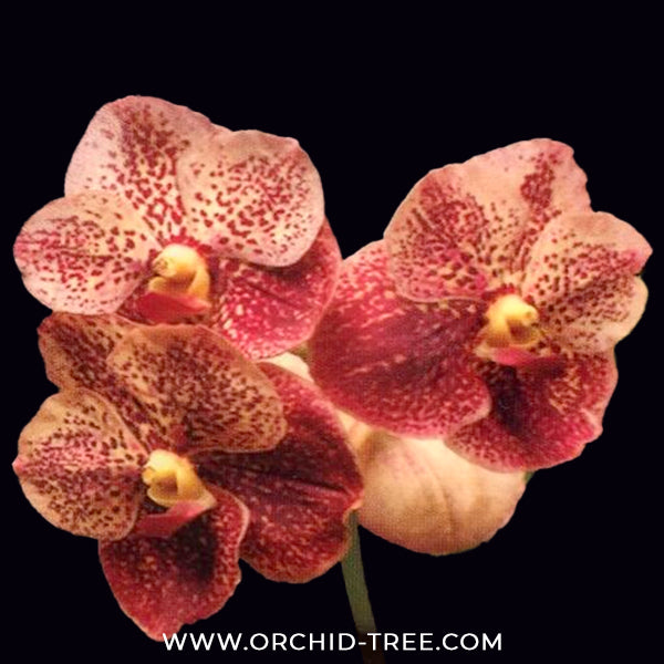 Vanda Somsri Gold x Bitz’s Heartthrob #1 Orchid Plant - MS