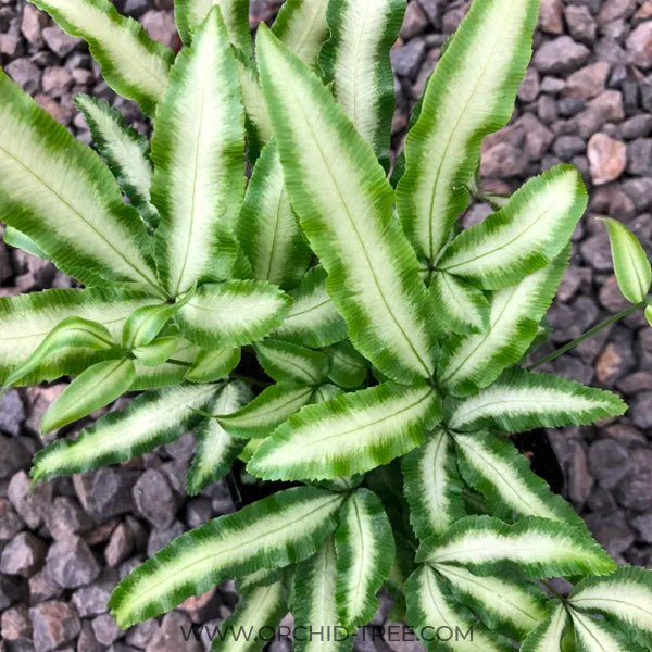 Brake Fern / Silver Lace Fern