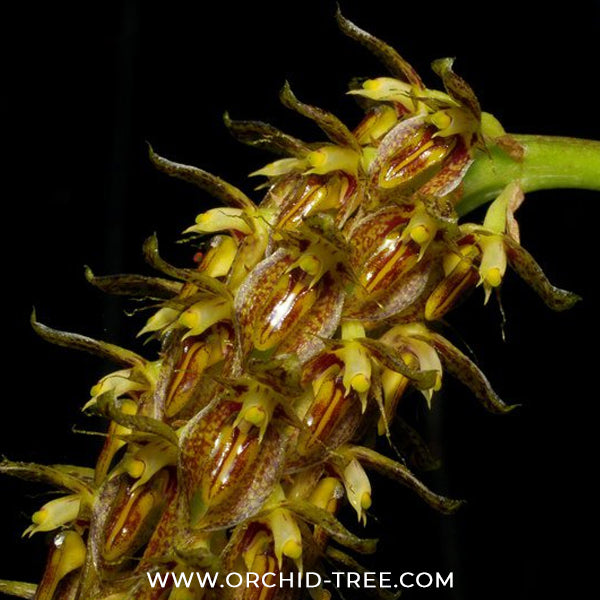 Bulbophyllum morphologorum sp. Pink Orchid Plant - BS