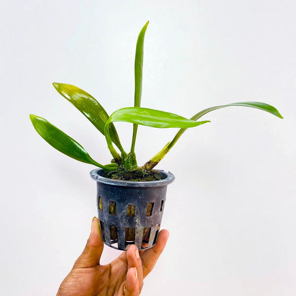 Bulbophyllum longissimum sp. - BS